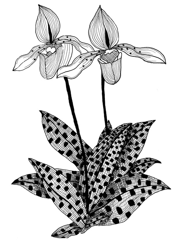 Orchids