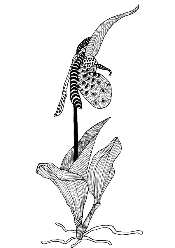 Lady Slipper Orchid