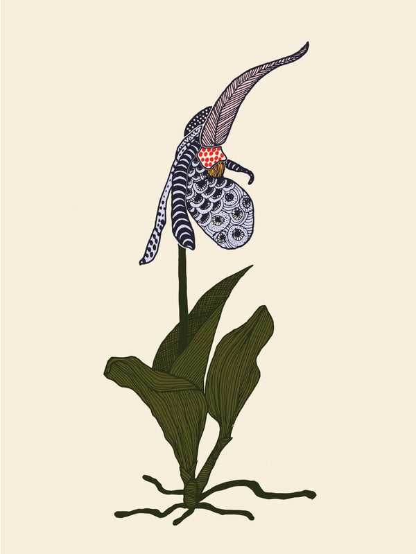Lady Slipper Orchid