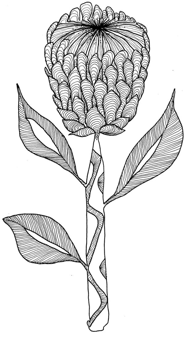 Protea